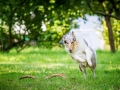 Hundefotografie_Tierfotografie_Hund_Langhaarcollie_Collie_Rough_bluemerle_Gaia_Fotografin_Christine_Hemlep_Marburg (27)