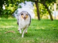 Hundefotografie_Tierfotografie_Hund_Langhaarcollie_Collie_Rough_bluemerle_Gaia_Fotografin_Christine_Hemlep_Marburg (29)