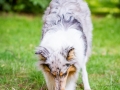 Hundefotografie_Tierfotografie_Hund_Langhaarcollie_Collie_Rough_bluemerle_Gaia_Fotografin_Christine_Hemlep_Marburg (35)