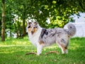 Hundefotografie_Tierfotografie_Hund_Langhaarcollie_Collie_Rough_bluemerle_Gaia_Fotografin_Christine_Hemlep_Marburg (37)