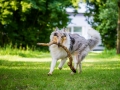 Hundefotografie_Tierfotografie_Hund_Langhaarcollie_Collie_Rough_bluemerle_Gaia_Fotografin_Christine_Hemlep_Marburg (39)
