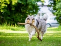 Hundefotografie_Tierfotografie_Hund_Langhaarcollie_Collie_Rough_bluemerle_Gaia_Fotografin_Christine_Hemlep_Marburg (41)