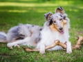 Hundefotografie_Tierfotografie_Hund_Langhaarcollie_Collie_Rough_bluemerle_Gaia_Fotografin_Christine_Hemlep_Marburg (45)