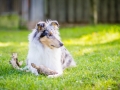 Hundefotografie_Tierfotografie_Hund_Langhaarcollie_Collie_Rough_bluemerle_Gaia_Fotografin_Christine_Hemlep_Marburg (7)