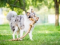 Hundefotografie_Tierfotografie_Hund_Langhaarcollie_Collie_Rough_bluemerle_Gaia_Fotografin_Christine_Hemlep_Marburg (9)