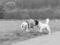 Hundetreffen_Treffen_Hunde_Spaziergang_Gaia_Langhaarcollie_Maggy_Border_Collie_Mischling_Lasse_Elo_Wehrda (10)