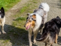 Hundetreffen_Treffen_Hunde_Spaziergang_Gaia_Langhaarcollie_Maggy_Border_Collie_Mischling_Lasse_Elo_Wehrda (13)