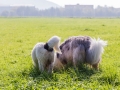 Hundetreffen_Treffen_Hunde_Spaziergang_Gaia_Langhaarcollie_Maggy_Border_Collie_Mischling_Lasse_Elo_Wehrda (15)