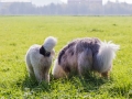 Hundetreffen_Treffen_Hunde_Spaziergang_Gaia_Langhaarcollie_Maggy_Border_Collie_Mischling_Lasse_Elo_Wehrda (17)