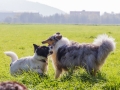 Hundetreffen_Treffen_Hunde_Spaziergang_Gaia_Langhaarcollie_Maggy_Border_Collie_Mischling_Lasse_Elo_Wehrda (19)