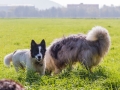 Hundetreffen_Treffen_Hunde_Spaziergang_Gaia_Langhaarcollie_Maggy_Border_Collie_Mischling_Lasse_Elo_Wehrda (21)