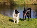 Hundetreffen_Treffen_Hunde_Spaziergang_Gaia_Langhaarcollie_Maggy_Border_Collie_Mischling_Lasse_Elo_Wehrda (25)