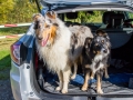 Hundetreffen_Treffen_Hunde_Spaziergang_Gaia_Langhaarcollie_Maggy_Border_Collie_Mischling_Lasse_Elo_Wehrda (29)