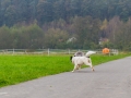 Hundetreffen_Treffen_Hunde_Spaziergang_Gaia_Langhaarcollie_Maggy_Border_Collie_Mischling_Lasse_Elo_Wehrda (3)