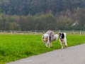 Hundetreffen_Treffen_Hunde_Spaziergang_Gaia_Langhaarcollie_Maggy_Border_Collie_Mischling_Lasse_Elo_Wehrda (5)