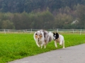 Hundetreffen_Treffen_Hunde_Spaziergang_Gaia_Langhaarcollie_Maggy_Border_Collie_Mischling_Lasse_Elo_Wehrda (7)