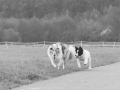 Hundetreffen_Treffen_Hunde_Spaziergang_Gaia_Langhaarcollie_Maggy_Border_Collie_Mischling_Lasse_Elo_Wehrda (8)