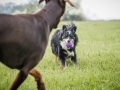 Border_Collie_Mischling_Maggy_Dobermann_spencer_braun_gemeinsam_Hundefreunde_Freunde_Hunde (10)