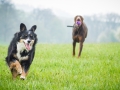 Border_Collie_Mischling_Maggy_Dobermann_spencer_braun_gemeinsam_Hundefreunde_Freunde_Hunde (4)