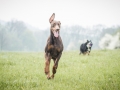Border_Collie_Mischling_Maggy_Dobermann_spencer_braun_gemeinsam_Hundefreunde_Freunde_Hunde (6)