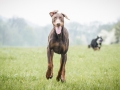 Border_Collie_Mischling_Maggy_Dobermann_spencer_braun_gemeinsam_Hundefreunde_Freunde_Hunde (8)