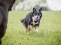 Border_Collie_Mischling_Maggy_Dobermann_spencer_braun_gemeinsam_Hundefreunde_Freunde_Hunde (9)