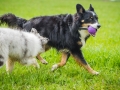 Border_Collie_Mischling_Maggy_tricolor_Gaia_Langhaarcollie-bluemerle_welpe_Marburg_Adult_Hund_Weibchen_Wiese