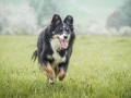 Border_Collie_Mischling_Maggy_tricolor_Marburg_Adult_Hund_Weibchen_Wiese (2)