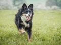 Border_Collie_Mischling_Maggy_tricolor_Marburg_Adult_Hund_Weibchen_Wiese (3)