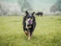 Border_Collie_Mischling_Maggy_tricolor_Marburg_Adult_Hund_Weibchen_Wiese (5)
