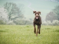 Brauner_Dobermann_Spencer_Marburg_Wiese_rennen_spielen_Spass_Hund (2)