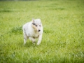 Langhaarcollie_Gaia_Bluemerle_welpe_Puppy_Junghund_Baby_Wiese_suess_flauschig (1)