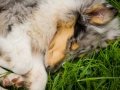 Langhaarcollie_Gaia_Bluemerle_welpe_Puppy_Junghund_Baby_Wiese_suess_flauschig (10)