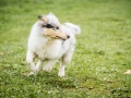 Langhaarcollie_Gaia_Bluemerle_welpe_Puppy_Junghund_Baby_Wiese_suess_flauschig (4)