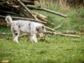 Langhaarcollie_Gaia_Bluemerle_welpe_Puppy_Junghund_Baby_Wiese_suess_flauschig (6)