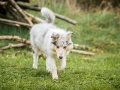 Langhaarcollie_Gaia_Bluemerle_welpe_Puppy_Junghund_Baby_Wiese_suess_flauschig (7)