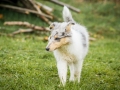 Langhaarcollie_Gaia_Bluemerle_welpe_Puppy_Junghund_Baby_Wiese_suess_flauschig (8)