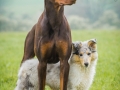 Langhaarcollie_Gaia_bluemerle_Welpe_Dobermann_spencer_braun_gemeinsam_Hundefreunde_Freunde_Hunde (17)