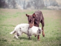Langhaarcollie_Gaia_bluemerle_Welpe_Dobermann_spencer_braun_gemeinsam_Hundefreunde_Freunde_Hunde (3)