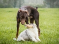 Langhaarcollie_Gaia_bluemerle_Welpe_Dobermann_spencer_braun_gemeinsam_Hundefreunde_Freunde_Hunde (6)