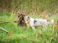 Langhaarcollie_Gaia_bluemerle_Welpe_Dobermann_spencer_braun_gemeinsam_Hundefreunde_Freunde_Hunde