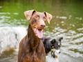 Gaia_Langhaarcollie_Maggy_Border_Collie_Rough_bluemerle_tricolor_Spencer_brauner_Dobermann_Hundefreunde_Freunde_Gassi (13)