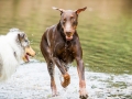 Gaia_Langhaarcollie_Maggy_Border_Collie_Rough_bluemerle_tricolor_Spencer_brauner_Dobermann_Hundefreunde_Freunde_Gassi (17)