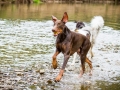 Gaia_Langhaarcollie_Maggy_Border_Collie_Rough_bluemerle_tricolor_Spencer_brauner_Dobermann_Hundefreunde_Freunde_Gassi (18)