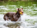 Gaia_Langhaarcollie_Maggy_Border_Collie_Rough_bluemerle_tricolor_Spencer_brauner_Dobermann_Hundefreunde_Freunde_Gassi (21)