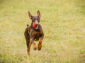 Gaia_Langhaarcollie_Maggy_Border_Collie_Rough_bluemerle_tricolor_Spencer_brauner_Dobermann_Hundefreunde_Freunde_Gassi (29)