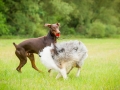 Gaia_Langhaarcollie_Maggy_Border_Collie_Rough_bluemerle_tricolor_Spencer_brauner_Dobermann_Hundefreunde_Freunde_Gassi (31)