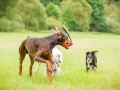 Gaia_Langhaarcollie_Maggy_Border_Collie_Rough_bluemerle_tricolor_Spencer_brauner_Dobermann_Hundefreunde_Freunde_Gassi (37)