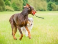 Gaia_Langhaarcollie_Maggy_Border_Collie_Rough_bluemerle_tricolor_Spencer_brauner_Dobermann_Hundefreunde_Freunde_Gassi (39)