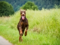 Gaia_Langhaarcollie_Maggy_Border_Collie_Rough_bluemerle_tricolor_Spencer_brauner_Dobermann_Hundefreunde_Freunde_Gassi (4)